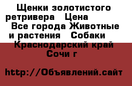 Щенки золотистого ретривера › Цена ­ 15 000 - Все города Животные и растения » Собаки   . Краснодарский край,Сочи г.